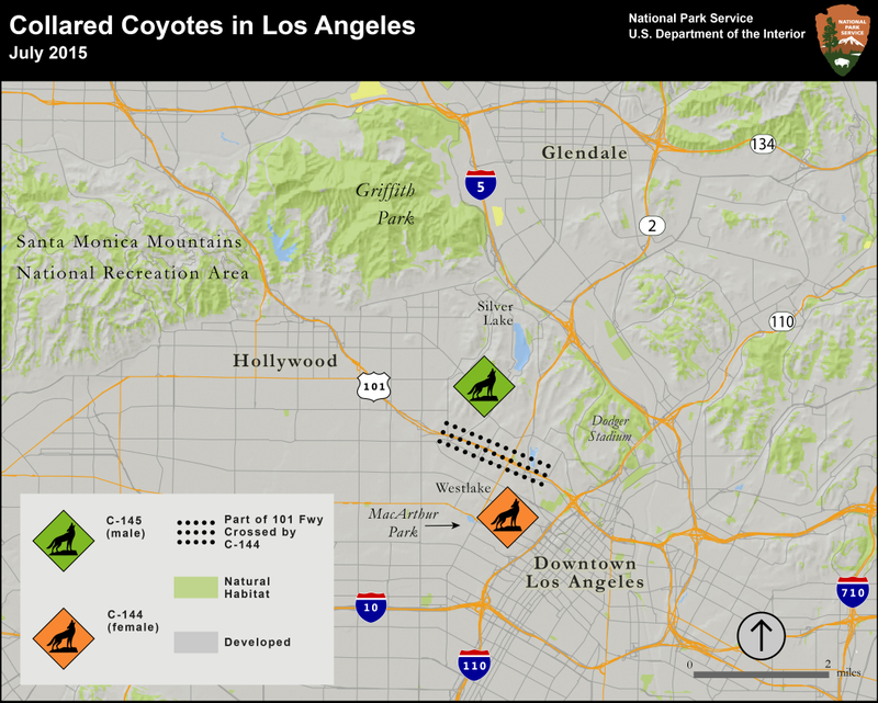 Illustration for article titled City-Dwelling Coyotes Prefer Urban Spaces Like Their Human Neighbors
